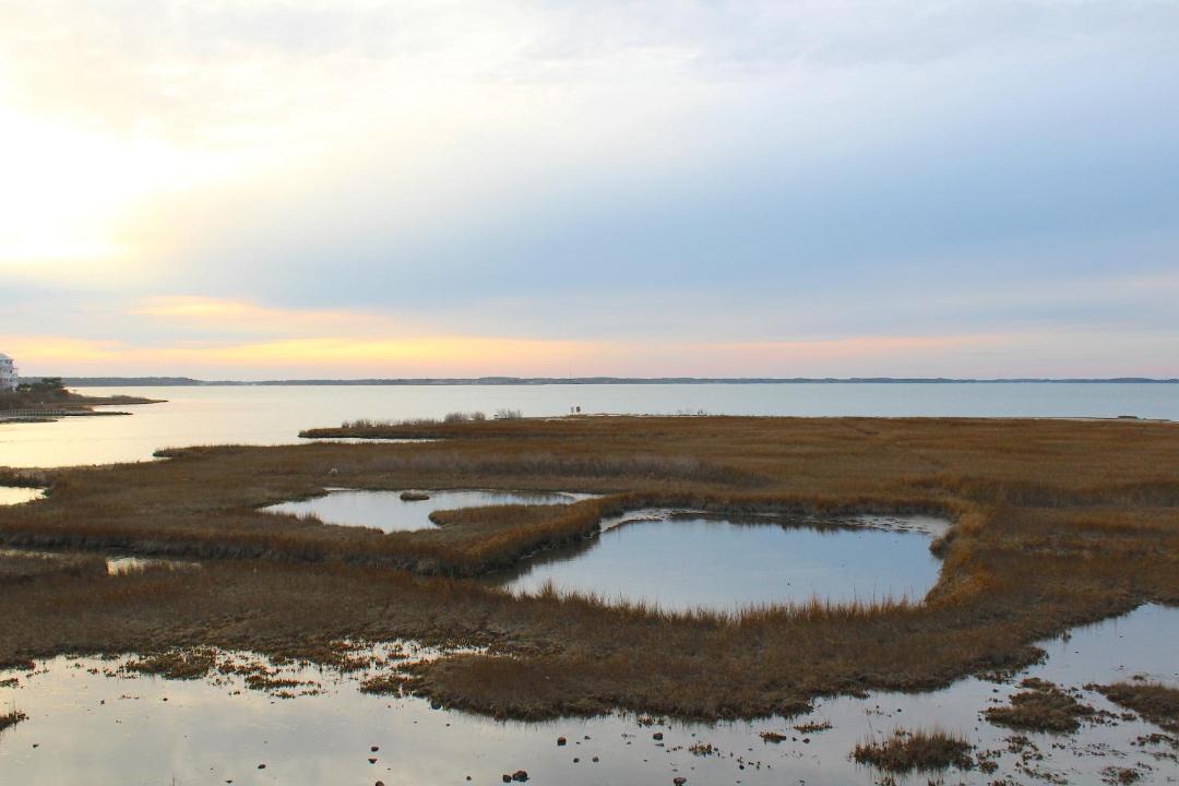 Photo of Others in Midtown Ocean City